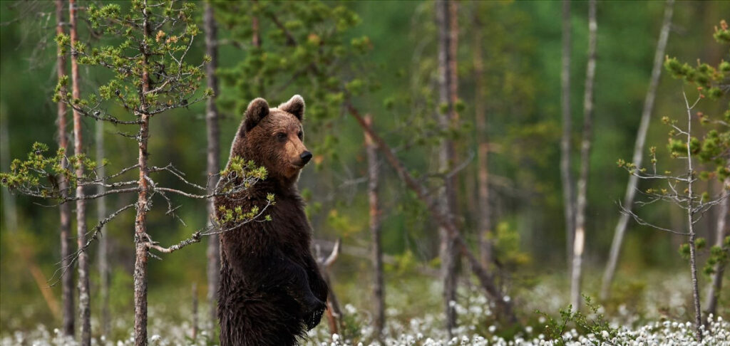 Megjósolják a medvék, hogy meddig tart még a tél